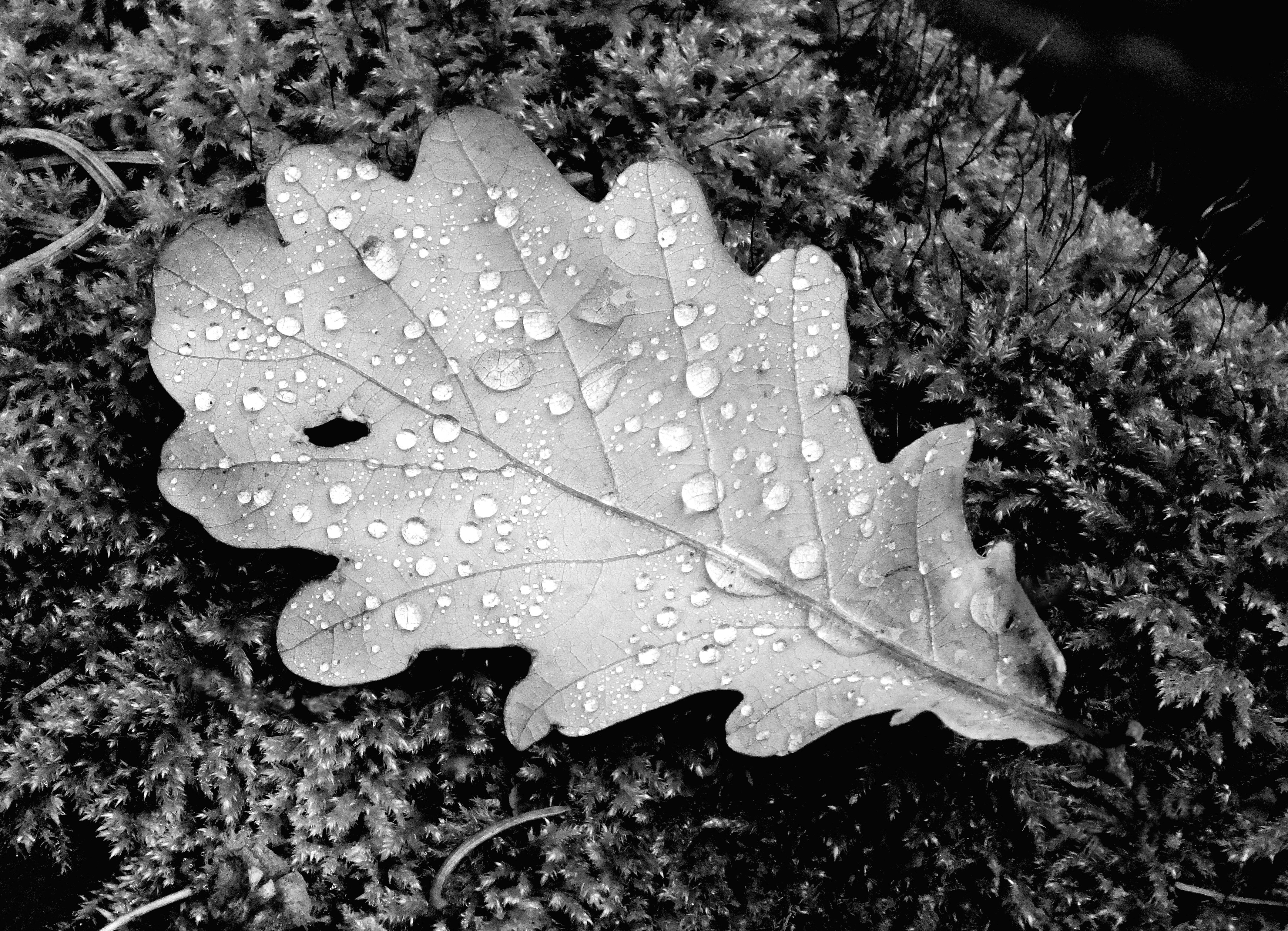 LEAF Bill Bagley Photography